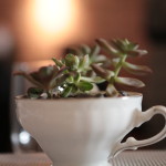 Succulent Tea Cup Centerpieces