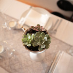 Succulent Centerpiece